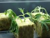clones 017.jpg