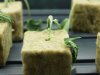 clones 020.jpg