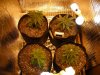 DSCN2523.jpg DSCN2523.jpg