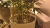 IMAG0387.jpg