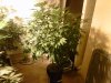 IMG00972-20111119-0043.jpg
