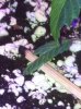 leaf.JPG
