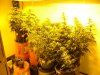 Full Flower Room.jpg