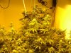 Glorious Bud Sites.jpg