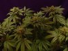 LA Pure 6 Weeks (3) (Medium).jpg