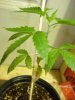 DSC00431.jpg
