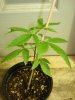 DSC00428.jpg