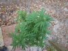 100_1877.jpg 100_1877.jpg