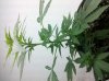 IMG_20111128_002200.jpg
