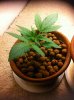 hawaiianz mawi wowie day 15.jpg