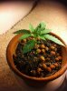 hawaiian mawi wowie 13.jpg