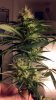 Day 43 Flowering (2).JPG Day 43 Flowering (2).JPG