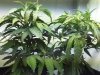 Grow #1 003.jpg