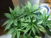 Grow #1 004.jpg