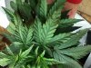 Grow #1 001.jpg
