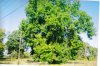 pecan tree super green.jpg