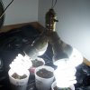 lightylight.JPG
