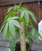 weed1.jpg