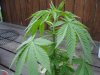 weed2.jpg