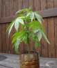 weed3.jpg