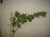 Purple Wreck 6wks Of Flowering.jpg