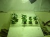 indika, deisel,& big bud.jpg