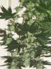 Garden 009.jpg