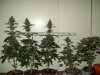 Garden 012.jpg