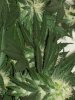 Garden 022.jpg