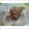 chicken 2.jpg
