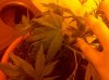 IMG_20111201_200745.jpg