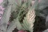 IMAG0296.jpg