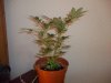 100_0781.jpg
