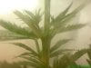 DSC01717.jpg