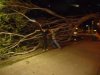 DSC00489.jpg