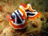 nudibranch4.jpg