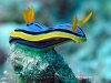 nudibranch.jpg