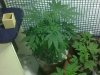 IMG00467-20111204-0038.jpg