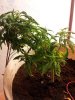 20111204_044721.jpg 20111204_044721.jpg