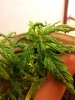20111204_044946.jpg 20111204_044946.jpg