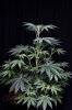 Ripped Bubba P -#6-1.jpg
