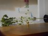 DSCN4522.jpg