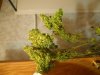 DSCN4505.jpg