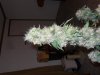 DSCN4491.jpg