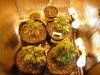 DSCN2626.jpg