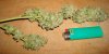 Sour Grape Trim Day 12.jpg