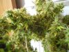 DSCN4520.jpg