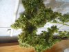 DSCN4519.jpg