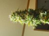DSCN4497.jpg