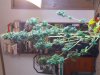 DSCN4487.jpg